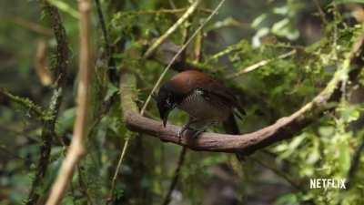 The western or Arfak parotia is a bird of paradise native to Indonesian New Guinea. When courting, as we see here, the male performs an elaborate series of displays to woo the female.