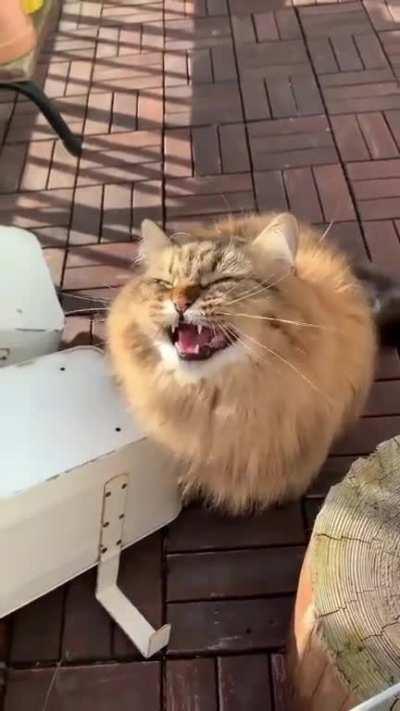 God-Tier Floof Chirp