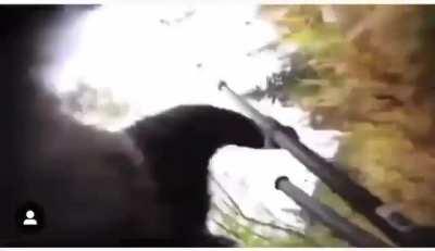 Releasing a bear, that has its priorities in order.