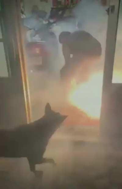 This dog is invincible!