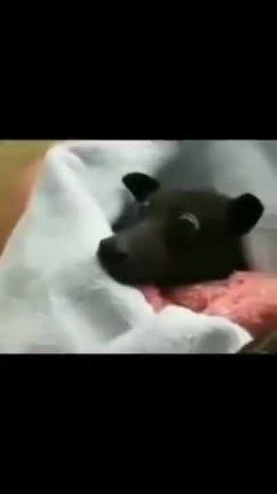 DoglaREDDIT - Video #3115