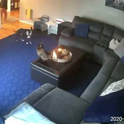 This cat took the whole 