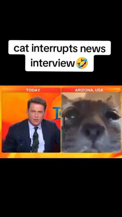 O melhor ser humano é o gato 🐱