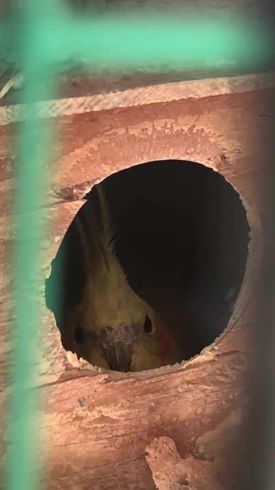 Why is he doing this?