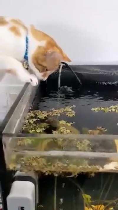 My cat Mr. Noodles learning that fish are not friends