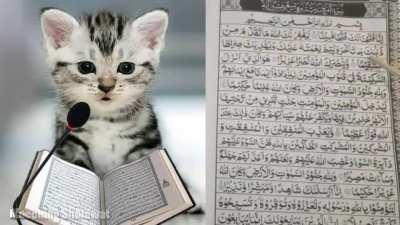 Least halal Bosnian cat