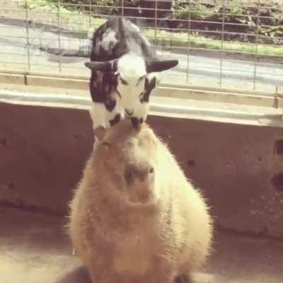 The Kid and the Capybara
