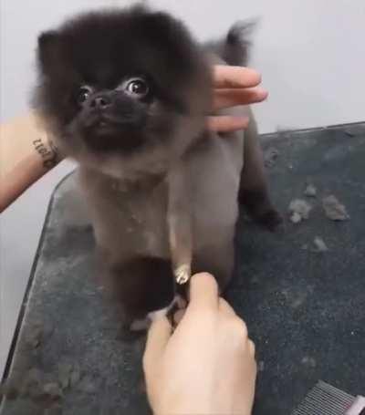 i need the confidence this dog has