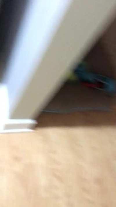 Move along just a dog eating some dog food