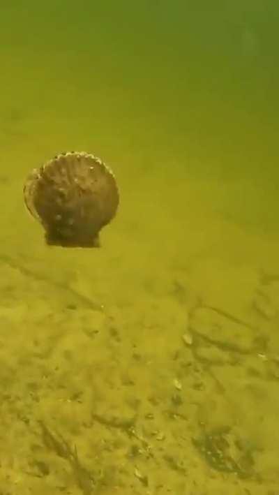 How a scallop swims