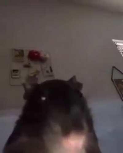 Rata 🐀 piedra preciosa 💎 