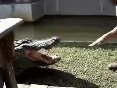 Putting your hand in a alligator mouth