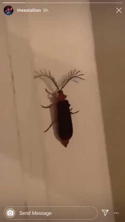 Eyelash Bug, via Megan Thee Stallion’s Instagram Story