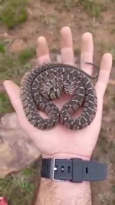 A hog nose snake’s mesmerizing defensive display
