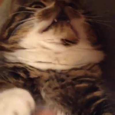 Клыкастый кусок жирного меха