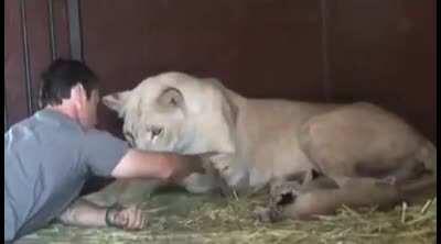 Lioness plays with her caretaker, and they fall asleep together