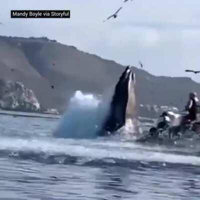 Mfs that watch vore are going to the ocean rn