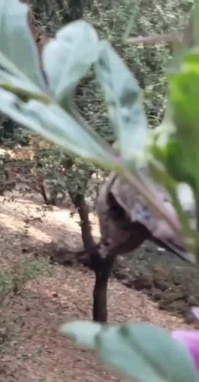 Just a praying mantis eating a hummingbird.