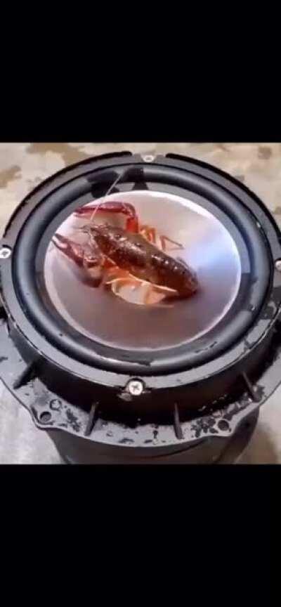 Lobster Speaker