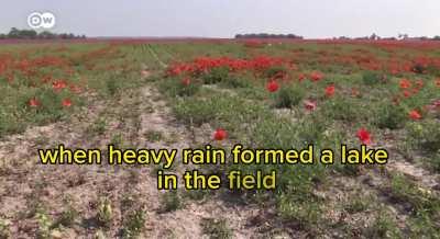 Swans addicted to poppy canât fly anymore. 