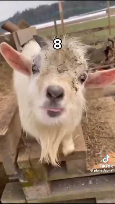 Forget star signs. Which goat sound are you?