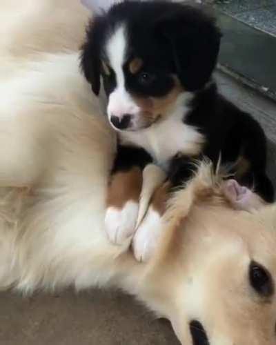 Doggos never getting up