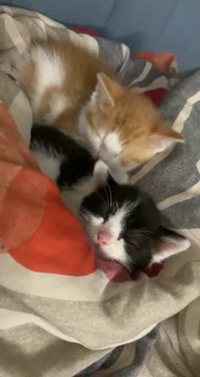 That maneuver is 3 life sentences fur sure.