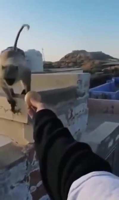 WCGW messing with a monkey