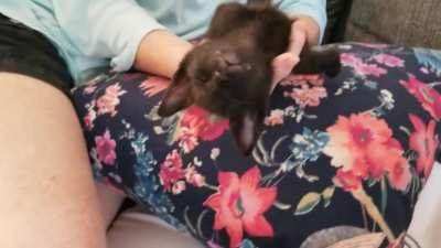 We love our new kitty. She is so trusting and has only been here a little over a week.