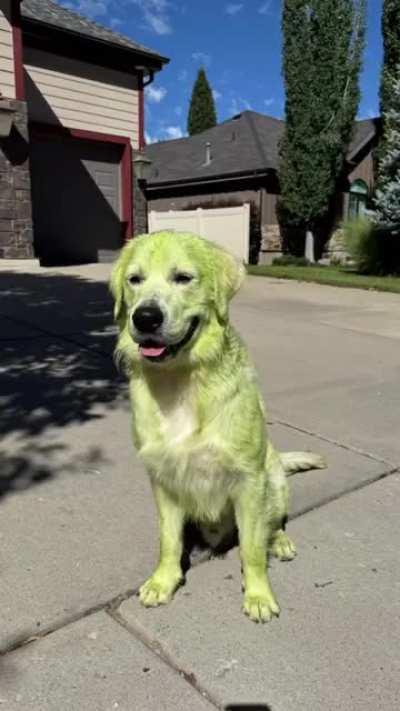 Meet the happy Green retriever 