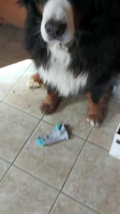 My dog tries to steal socks