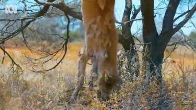 Bird builds a nest in a dead dingo's rectum