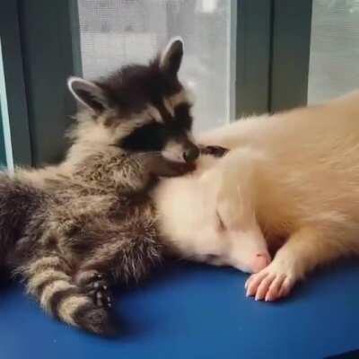 Adorable trash panda