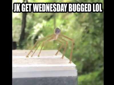 If you see the video you will die😱😨