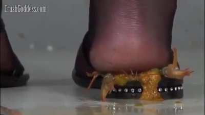 Courtney crawdad crush - Bug Crushed