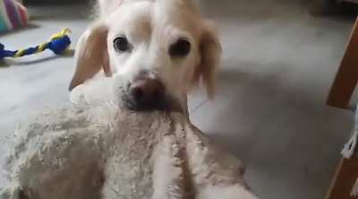 Boop