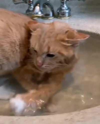 Catto likes water