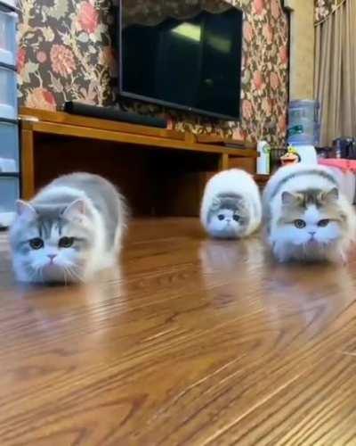 Cutest thing in the world