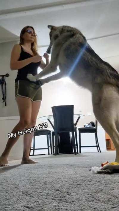 I was a little too excited to wait till Wed to post, but an updated video of B on 2 legs. ☺️