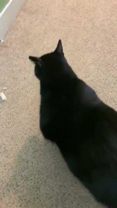 This is Tuber. He was recently adopted and very vocal about his new diet to help him lose weight.