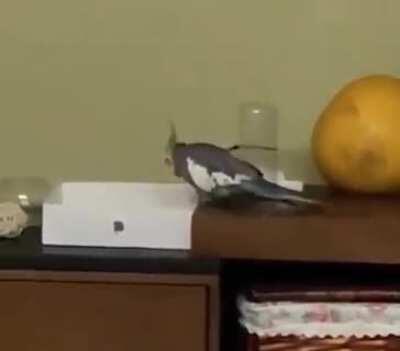 Cockatiels are such majestic creatures