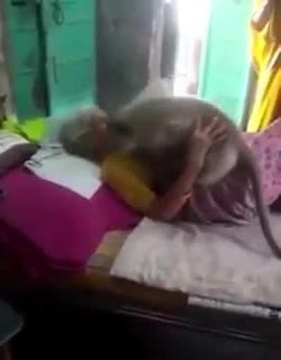 This old woman used to feed the monkey regularly. As she fell ill, the monkey did not see her for a few days, so he came inside the room to see how she was!