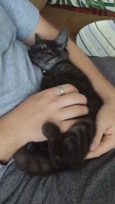 This handsome little fella loves getting his belly scratched