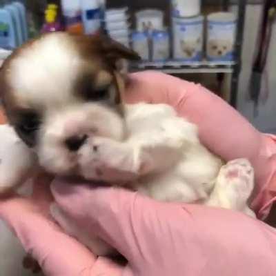 This little pup sucking his thumb