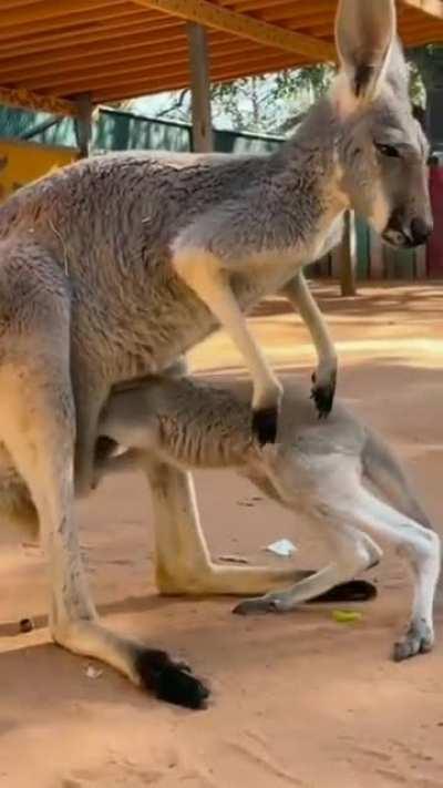 🔥 Baby kangaroo entering mother's pouch