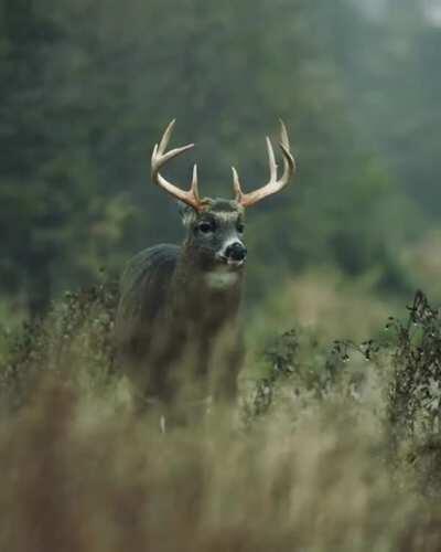 A buck shaking off the rain (that tongue)