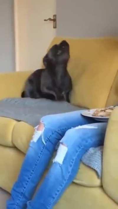 Exaited snack potential dogyyy!!