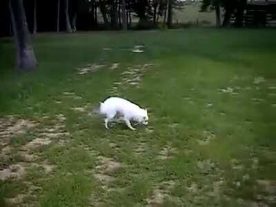 Dog finds a skunk.