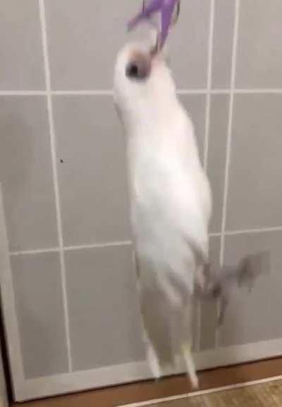 Yoyobirb