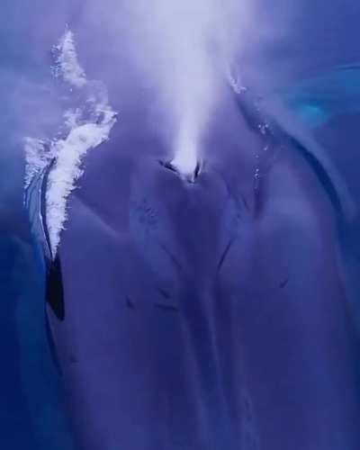 ð¥ Blue whale emerging from ocean